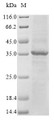 SDS-PAGE