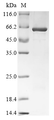 SDS-PAGE