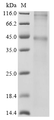 SDS-PAGE