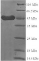 SDS-PAGE