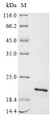SDS-PAGE