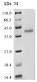 SDS-PAGE