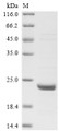 SDS-PAGE