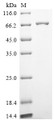 SDS-PAGE