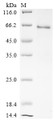 SDS-PAGE