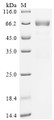 SDS-PAGE