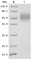 SDS-PAGE