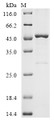 SDS-PAGE