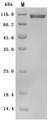 SDS-PAGE