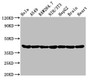 Western Blot; Positive WB detected in: Hela whole cell lysate, A549 whole cell lysate, Raw264.7 whole cell lysate, NIH/3T3 whole cell lysate, HepG2 whole cell lysate, Rat brain tissue, Rat heart tissue; All lanes: Actin antibody at 0.95µg/ml; Secondary; Goat polyclonal to rabbit IgG at 1/50000 dilution; Predicted band size: 42 KDa; Observed band size: 42 KDa;