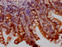 IHC image of RAC07425 diluted at 1:100 and staining in paraffin-embedded human small intestine tissue performed on a Leica BondTM system. After dewaxing and hydration, antigen retrieval was mediated by high pressure in a citrate buffer (pH 6.0). Section was blocked with 10% normal goat serum 30min at RT. Then primary antibody (1% BSA) was incubated at 4? overnight. The primary is detected by a Goat anti-rabbit IgG polymer labeled by HRP and visualized using 0.05% DAB.