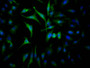 Immunofluorescence staining of Hela Cells with RAC07459 at 1:50, counter-stained with DAPI. The cells were fixed in 4% formaldehyde, permeated by 0.2% TritonX-100, and blocked in 10% normal Goat Serum. The cells were then incubated with the antibody overnight at 4?. Nuclear DNA was labeled in blue with DAPI. The secondary antibody was FITC-conjugated AffiniPure Goat Anti-Rabbit IgG (H+L).