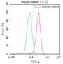 Overlay Peak curve showing A549 cells stained with RAC07467 (red line) at 1:100. The cells were incubated in 10% normal goat serum to block non-specific protein-protein interactions followed by the antibody (1ug/1*106cells) for 45min at 4?. The secondary antibody used was FITC-conjugated Goat Anti-rabbit IgG(H+L) at 1:200 dilution for 35min at 4?.Control antibody (green line) was rabbit IgG (1ug/1*106cells) used under the same conditions. Acquisition of >10,000 events was performed.