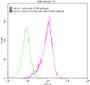 Untransfected CHO-K1 cells (green line) and transfected Human CCR8 CHO-K1 stable cells (red line) were stained with anti-CCR8 antibody (2ug/1*106cells), washed and then followed by FITC-conjugated anti-Human IgG Fc antibody and analyzed with flow cytometry.
