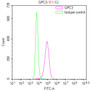Overlay Peak curve showing THP-1 cells stained with RAC07879 (red line) at 1:100. Then 10% normal goat serum was Incubated to block non-specific protein-protein interactions followed by the antibody (1ug/1*106cells) for 45 min at 4°C. The secondary antibody used was FITC-conjugated Goat Anti-Mouse IgG(H+L) at 1/200 dilution for 35 min at 4°C. Isotype control antibody (green line) was mouse IgG1 (1ug/1*106cells) used under the same conditions. Acquisition of >10, 010 events was performed.