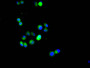 Immunofluorescence staining of Hela cell with RAC07885 at 1:20, counter-stained with DAPI. The cells were fixed in 4% formaldehyde and blocked in 10% normal Goat Serum. The cells were then incubated with the antibody overnight at 4C. The secondary antibody was FITC-conjugated AffiniPure Goat Anti-Rabbit IgG(H+L).