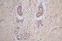 IHC image of RAC07931 diluted at 1:50 and staining in paraffin-embedded human breast tissue performed on a Leica BondTM system. After dewaxing and hydration, antigen retrieval was mediated by high pressure in a citrate buffer (pH 6.0). Section was blocked with 10% normal goat serum 30min at RT. Then primary antibody (1% BSA) was incubated at 4°C overnight. The primary is detected by a Goat anti-mouse polymer IgG labeled by HRP and visualized using 0.05% DAB.