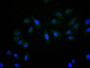Immunofluorescence staining of A549 cell with RAC07931 at 1:20, counter-stained with DAPI. The cells were fixed in 4% formaldehyde and blocked in 10% normal Goat Serum. The cells were then incubated with the antibody overnight at 4C. The secondary antibody was Alexa Fluor 488-congugated AffiniPure Goat Anti-Mouse IgG(H+L).