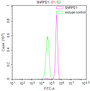 Overlay Peak curve showing Hela cells stained with RAC07931 (red line) at 1:100. Then 10% normal goat serum was Incubated to block non-specific protein-protein interactions followed by the antibody (1ug/1*106cells) for 45 min at 4°C. The secondary antibody used was FITC-conjugated Goat Anti-Mouse IgG(H+L) at 1/200 dilution for 35 min at 4°C. Isotype control antibody (green line) was mouse IgG1 (1ug/1*106cells) used under the same conditions. Acquisition of >10,000 events was performed.