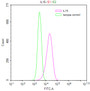 Overlay Peak curve showing Hela cells stained with RAC07992 (red line) at 1:200. The cells were fixed in 4% formaldehyde and permeated by 0.2% TritonX-100. Then 10% normal goat serum to block non-specific protein-protein interactions followed by the antibody (1ug/1*10 6 cells) for 45min at 4℃. The secondary antibody used was FITC-conjugated Goat Anti-human IgG(H+L) at 1:200 dilution for 35min at 4℃.Control antibody (green line) was human IgG (1ug/1*10 6 cells) used under the same conditions. Acquisition of >10,000 events was performed.