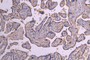 IHC image of RAC08010 diluted at 1:200 and staining in paraffin-embedded human placenta tissue performed on a Leica BondTM system. After dewaxing and hydration, antigen retrieval was mediated by high pressure in a citrate buffer (pH 6.0). Section was blocked with 10% normal goat serum 30min at RT. Then primary antibody (1% BSA) was incubated at 4°C overnight. The primary is detected by a Goat anti-human polymer IgG labeled by HRP and visualized using 0.05% DAB.