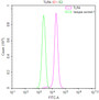 Overlay Peak curve showing Hela cells stained with RAC08021 (red line) at 1:100. The cells were fixed in 4% formaldehyde and permeated by 0.2% TritonX-100. Then 10% normal goat serum to block non-specific protein-protein interactions followed by the antibody (1ug/1*10 6 cells) for 45min at 4℃. The secondary antibody used was FITC-conjugated Goat Anti-human IgG(H+L) at 1:200 dilution for 35min at 4℃.Control antibody (green line) was human IgG (1ug/1*10 6 cells) used under the same conditions. Acquisition of >10,000 events was performed.