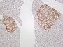 Rat pancreas was stained with anti-Chromogranin A (PT0092R) rabbit antibody