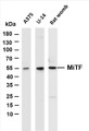 Various whole cell lysates were separated by 4-20% SDS-PAGE, and the membrane was blotted with anti-MiTF (PT0106R) antibody. The HRP-conjugated Goat anti-Rabbit IgG(H + L) antibody was used to detect the antibody.