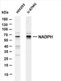 Various whole cell lysates were separated by 4-20% SDS-PAGE, and the membrane was blotted with anti-NADPH (PT0181R) antibody. The HRP-conjugated Goat anti-Rabbit IgG(H + L) antibody was used to detect the antibody.