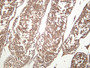 Mouse testis was stained with anti-GSK3 α/β (PT0413R) rabbit antibody