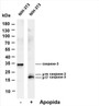 Various whole cell lysates were separated by 4-20% SDS-PAGE, and the membrane was blotted with anti-Cleaved Caspase-3 (Asp175) (PT0457R) antibody. The HRP-conjugated Goat anti-Rabbit IgG(H + L) antibody was used to detect the antibody.