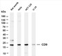Various whole cell lysates were separated by 4-20% SDS-PAGE, and the membrane was blotted with anti-CD9 (PT0507R) antibody. The HRP-conjugated Goat anti-Rabbit IgG(H + L) antibody was used to detect the antibody.