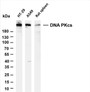 Various whole cell lysates were separated by 4-20% SDS-PAGE, and the membrane was blotted with anti-DNA PKcs (PT0572R) antibody. The HRP-conjugated Goat anti-Rabbit IgG(H + L) antibody was used to detect the antibody.