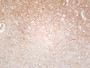 Human brain was stained with anti-Synapsin I (PT0602R) rabbit antibody