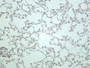 Rat lung was stained with anti-TCF7 (PT0663R) rabbit antibody Rat lung was stained with anti-TCF7 (PT0663R) rabbit antibody