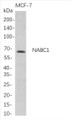 Western Blot analysis of MCF-7 whole cell lysates were separated by 4-20% SDS-PAGE, and the membrane was blotted with anti-NABC1 rabbit mAb. The HRP-conjugated Goat anti-Rabbit IgG(H + L) antibody was used to detect the antibody.