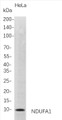 Western Blot analysis of HeLa whole cell lysates were separated by 4-20% SDS-PAGE, and the membrane was blotted with anti-NDUFA1 rabbit mAb. The HRP-conjugated Goat anti-Rabbit IgG(H + L) antibody was used to detect the antibody. Western Blot analysis of HeLa whole cell lysates were separated by 4-20% SDS-PAGE, and the membrane was blotted with anti-NDUFA1 rabbit mAb. The HRP-conjugated Goat anti-Rabbit IgG(H + L) antibody was used to detect the antibody.