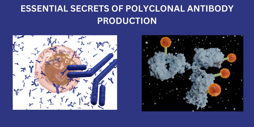 Essential Secrets of Polyclonal Antibody Production