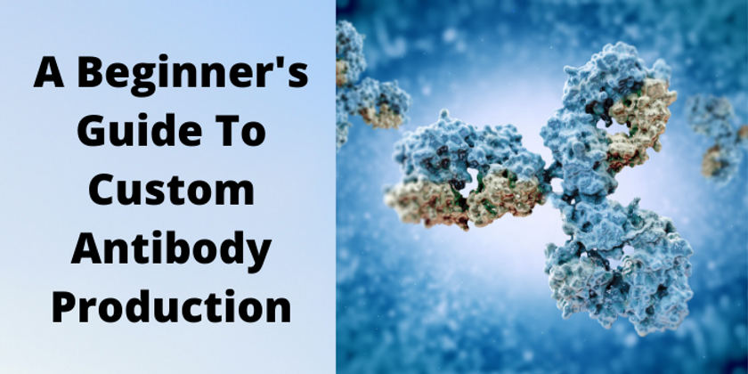 A Beginner's Guide To Custom Antibody Production