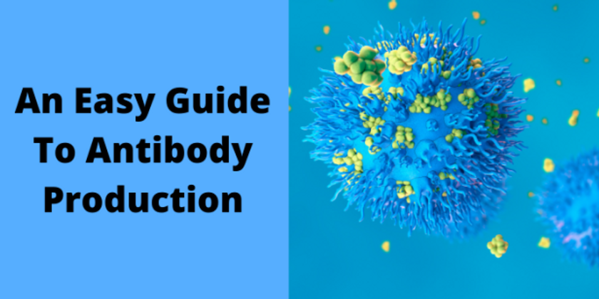 An Easy Guide To Antibody Production