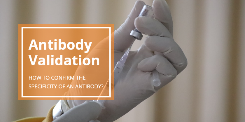 Antibody Validation: How To Confirm The Specificity Of An Antibody? - Biomatik