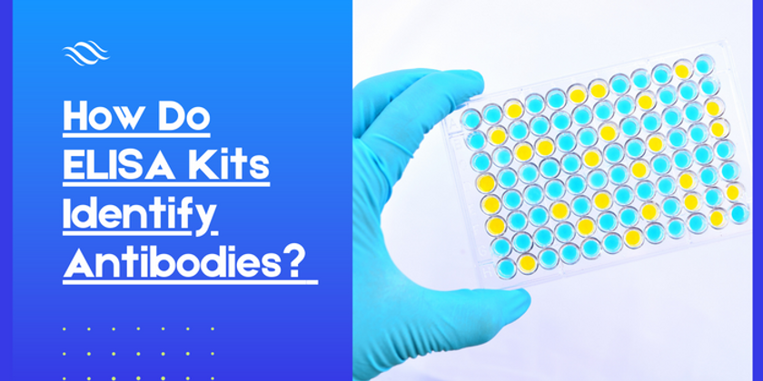 How Do ELISA Kits Identify Antibodies?