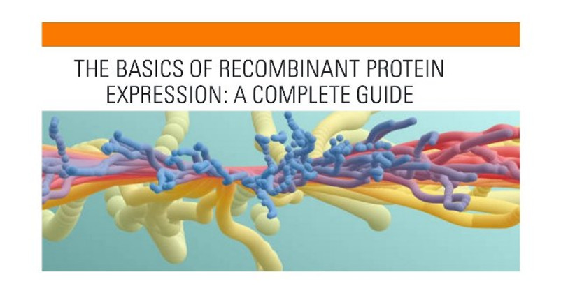 The Basics of Recombinant Protein Expression: A Complete Guide