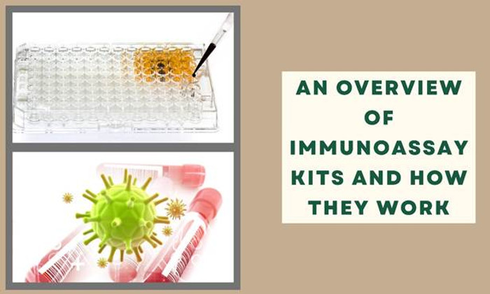 An Overview of Immunoassay Kits and How They Work