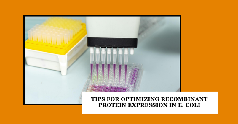 Tips For Optimizing Recombinant Protein Expression in E. Coli