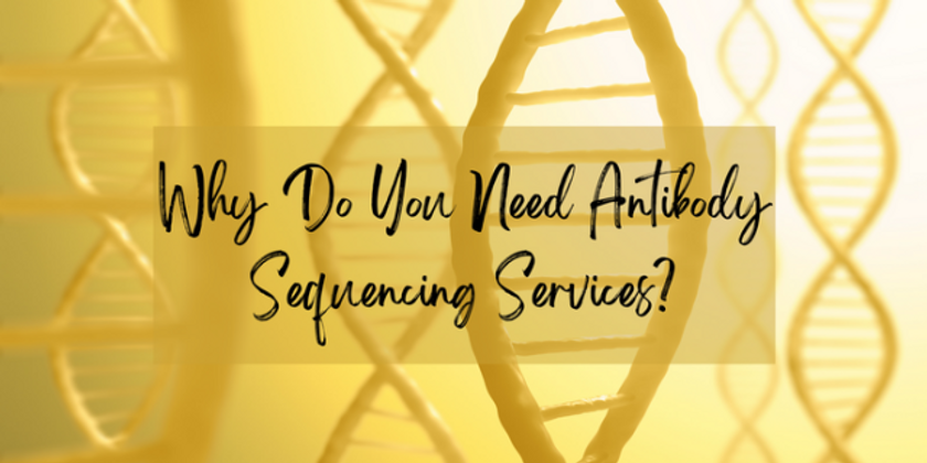 Why Do You Need Antibody Sequencing Services?