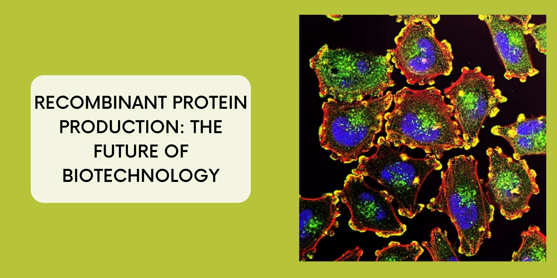 Protein Production The Future of Biotechnology Biomatik