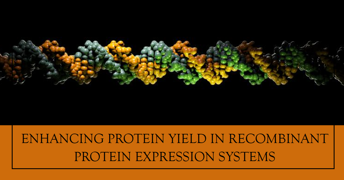 Enhancing Protein Yield In Protein Expression Systems
