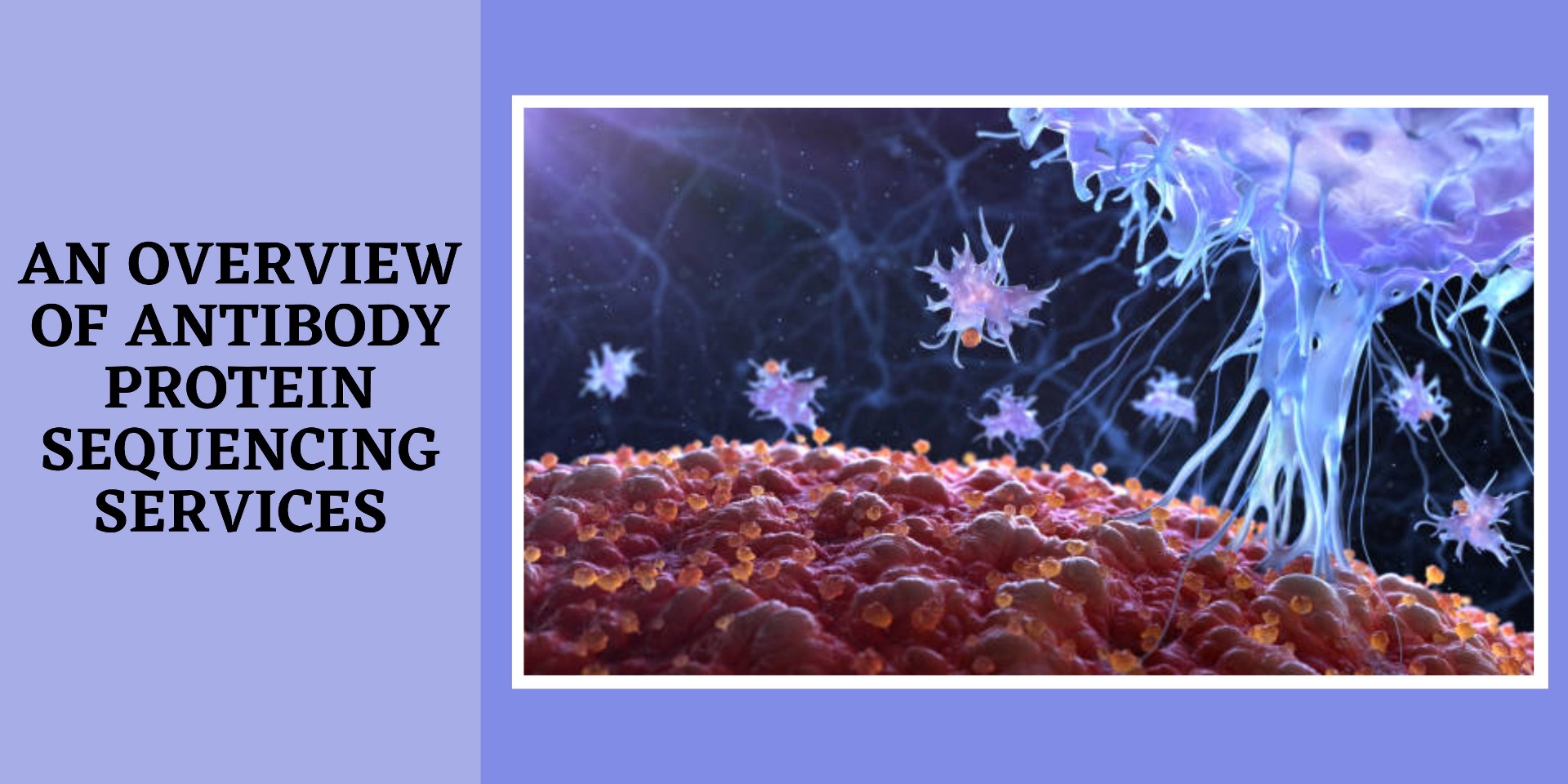 An Overview of Antibody Protein Sequencing Services Biomatik