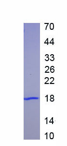 Eukaryotic Mouse Induced Myeloid Leukemia Cell Differentiation Protein ...